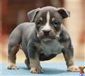 American Pit Bull